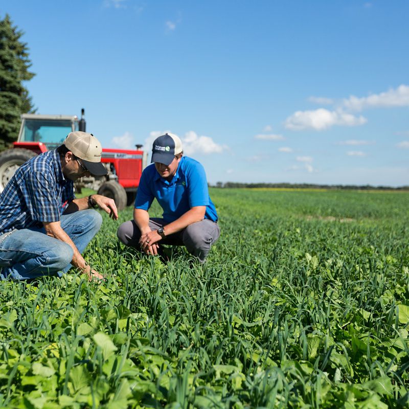 Agriculture experts kneel in a Michigan field in the Saginaw Bay and examine soil health.
