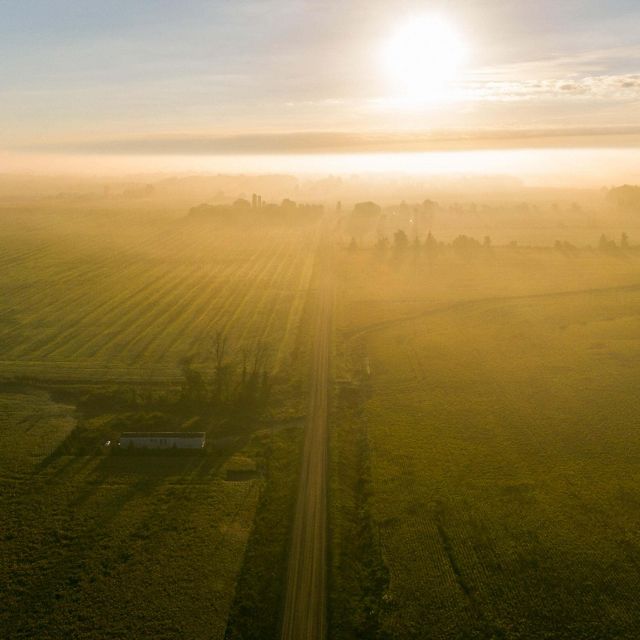 Mist rolls over farms  in the Saginaw Valley in Michigan. The sun shines brightly and reflects off the mist. 