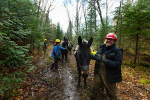 Emily Clegg leads a line of pack mules through a Michigan forest. 