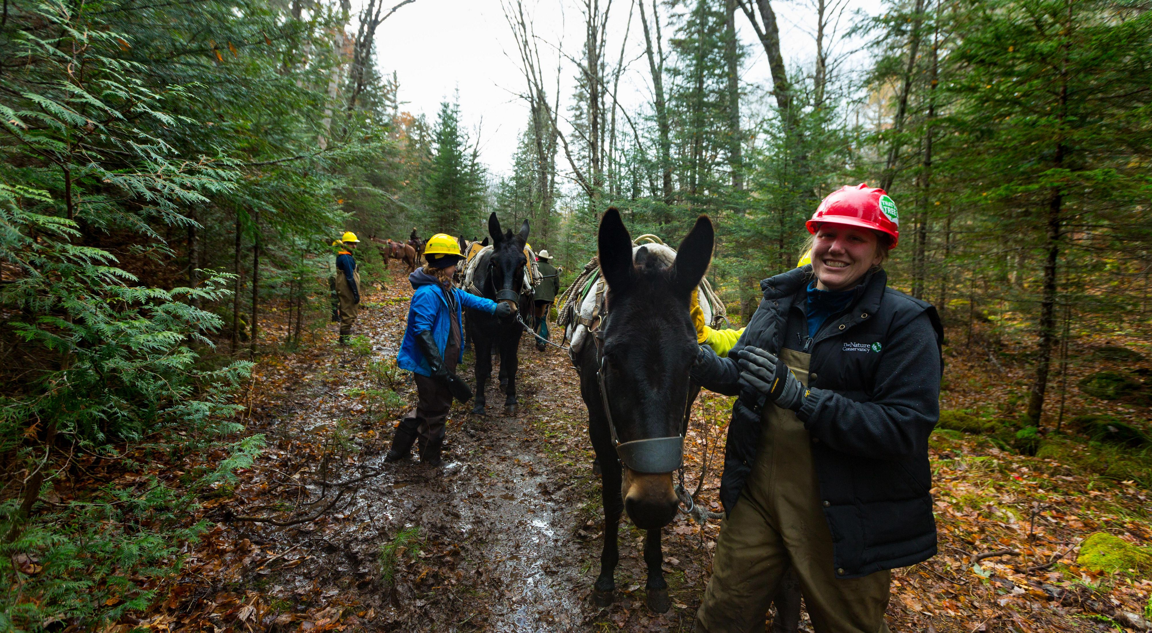 Emily Clegg leads a line of pack mules through a Michigan forest. 