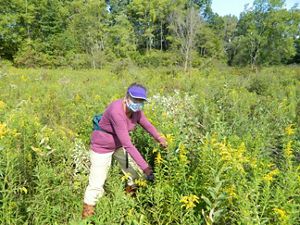 A person wearing a face mask works at Ives Road Fen in Tecumseh, Michigan.