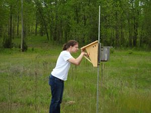 A person peers in a nesting box at Ives Road Fen in Tecumseh, Michigan. 