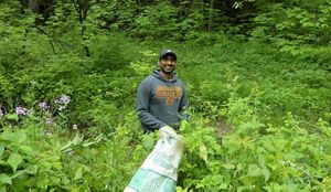 A volunteer stands in the dense green vegetation at Ives Road Fen in Michigan and holds a bag for collecting plants. 