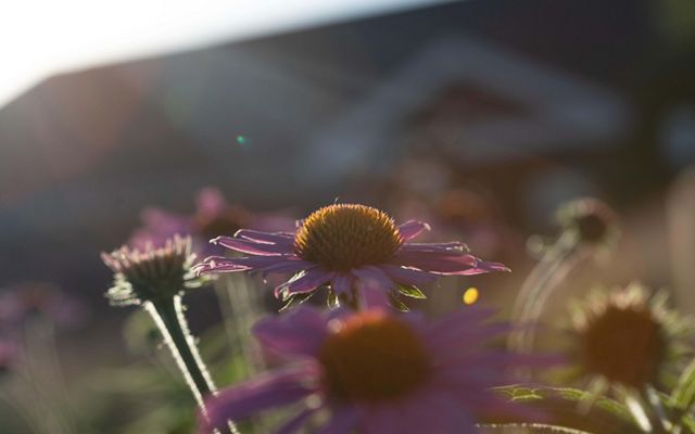 The sun shines down on a few purple coneflowers at the Sacred Heart Church installation in Detroit, Michigan.