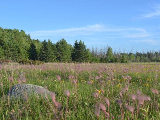 The pink blooms of prairie smoke covers an alvar grassland at Maxton Plains Preserve.