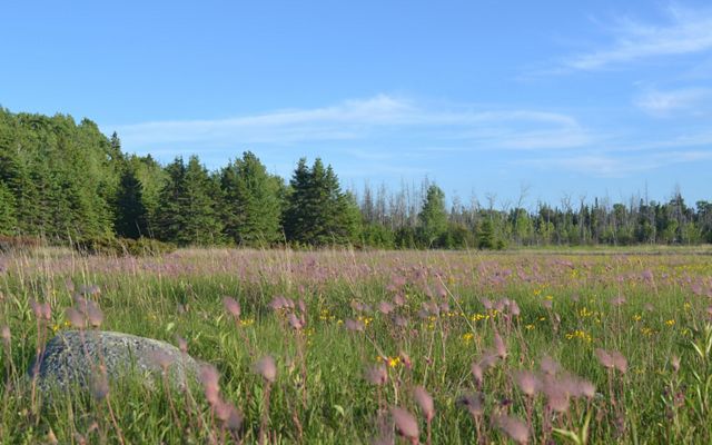 The pink blooms of prairie smoke covers an alvar grassland at Maxton Plains Preserve. 