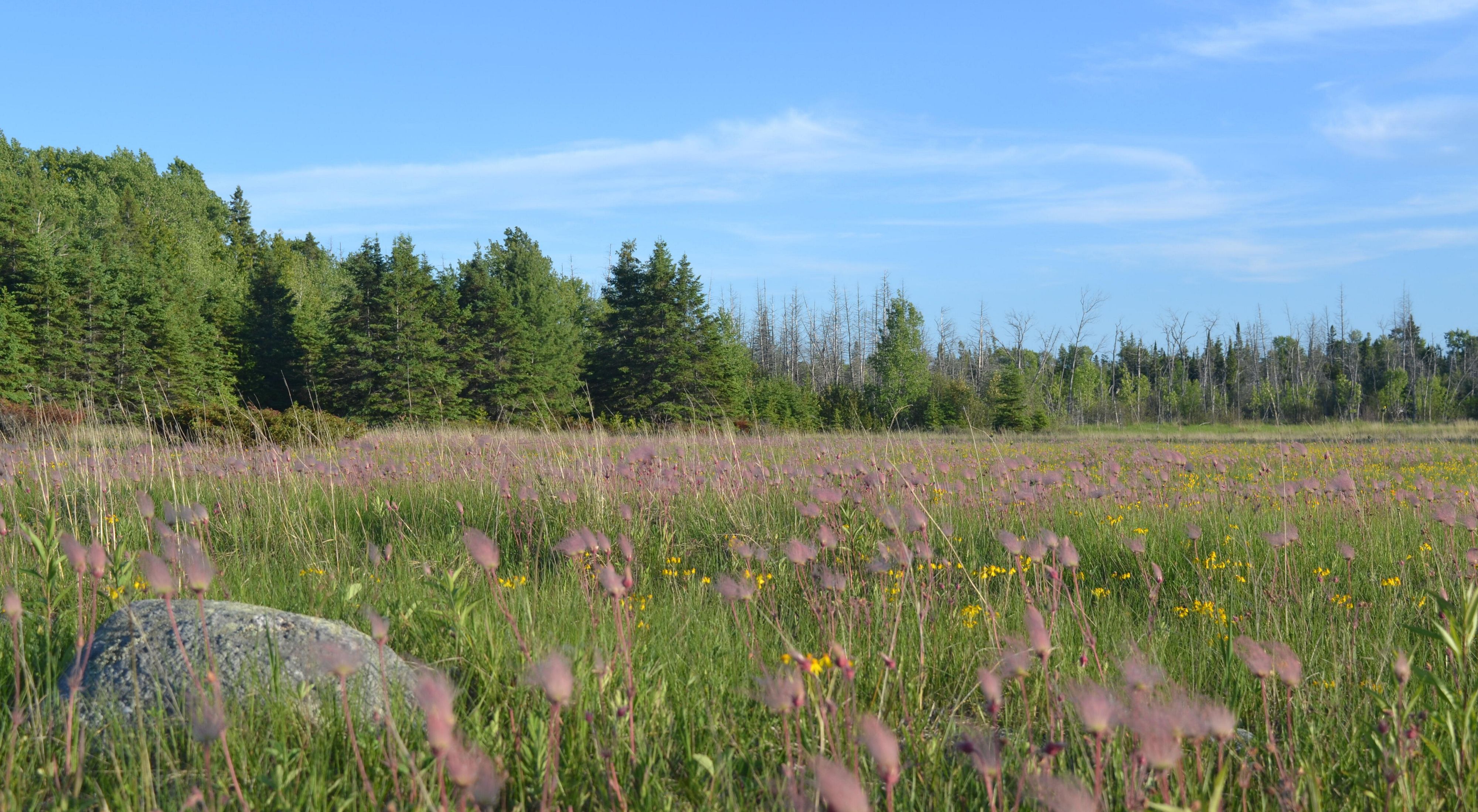 Alvar grassland with an abundance of prairie smoke plants.