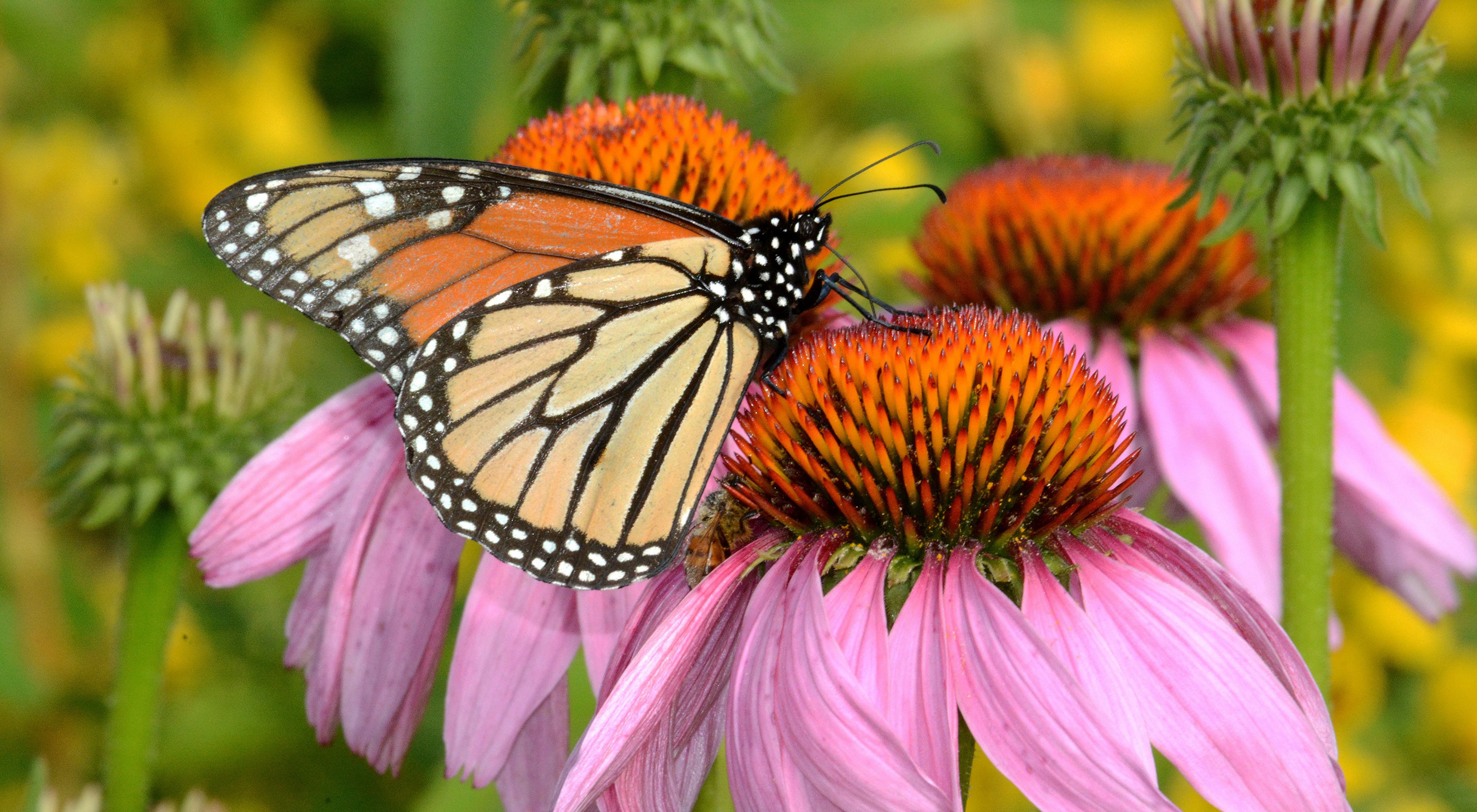Fall Wildflowers In Ohio | Best Flower Site