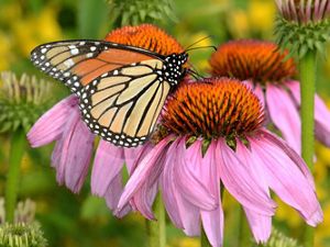 A monarch butterfly rests on a purple coneflower.
