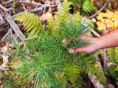 A person holds the stem of a small tree.