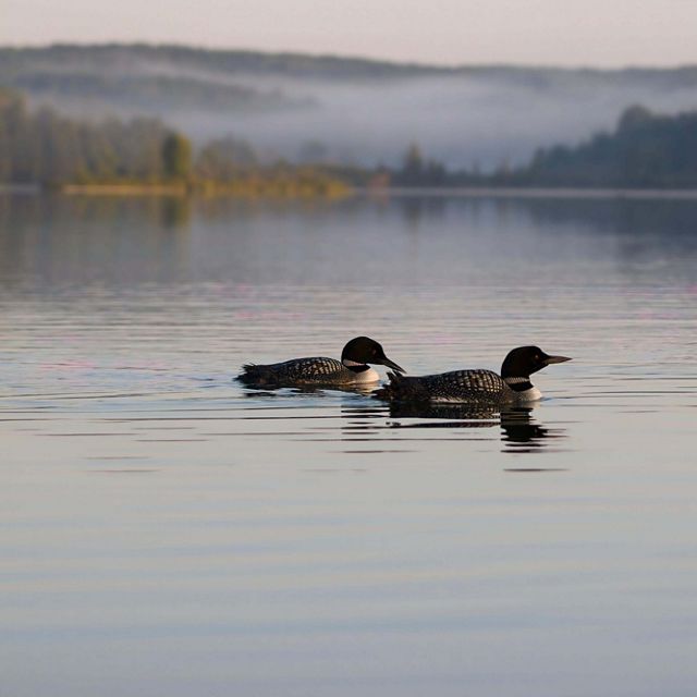 Three loons cruise on Littlefield Lake in Isabella County, Michigan. Mist covers the forest in the distance. 
