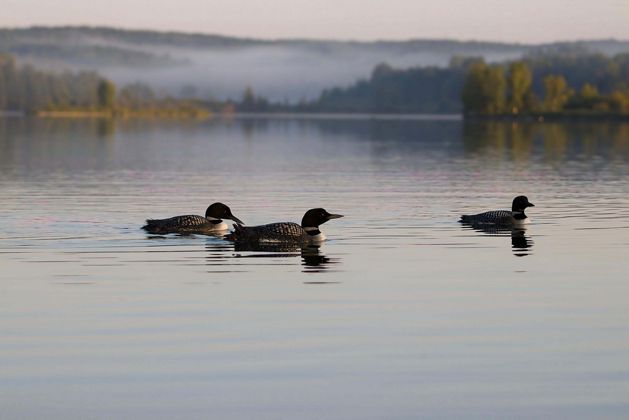Three loons swim on a flat, tranquil lake with forests and mountains in the far distance.