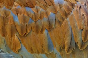A close up of gold and gray sandhill crane feathers