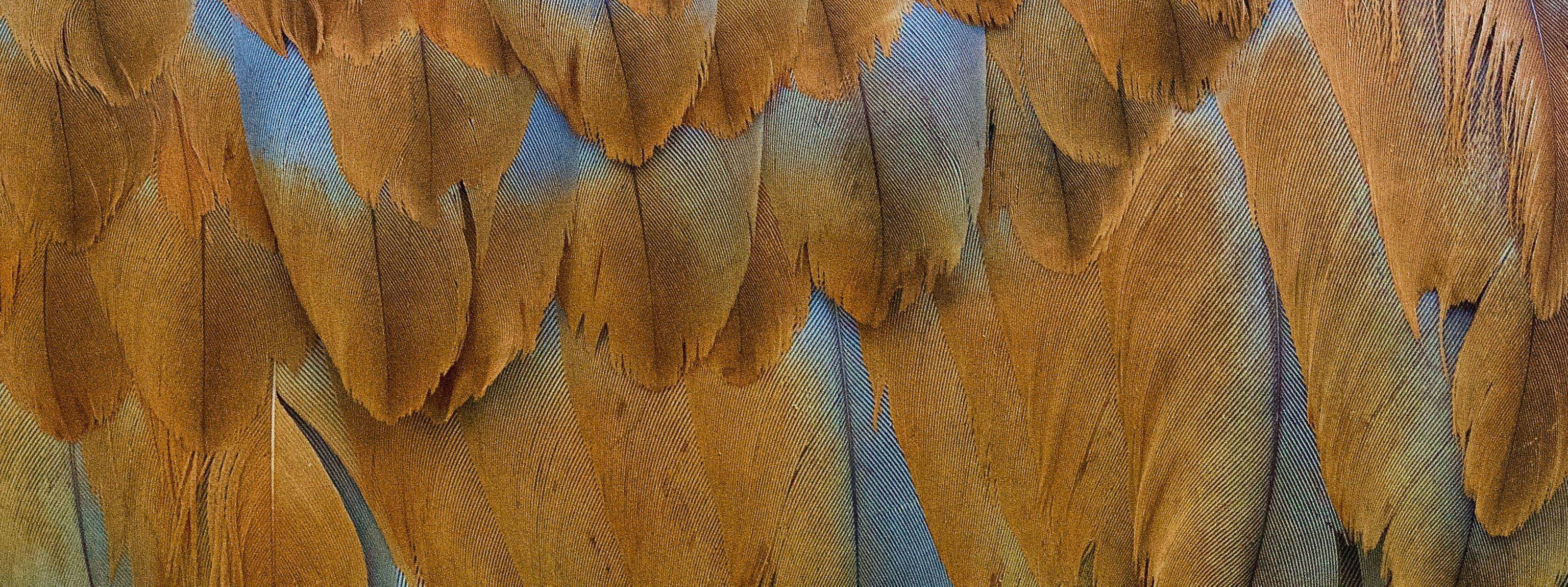 A close up of gold and gray sandhill crane feathers