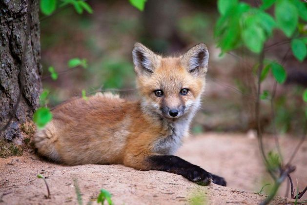 A red fox rests in a forest. 