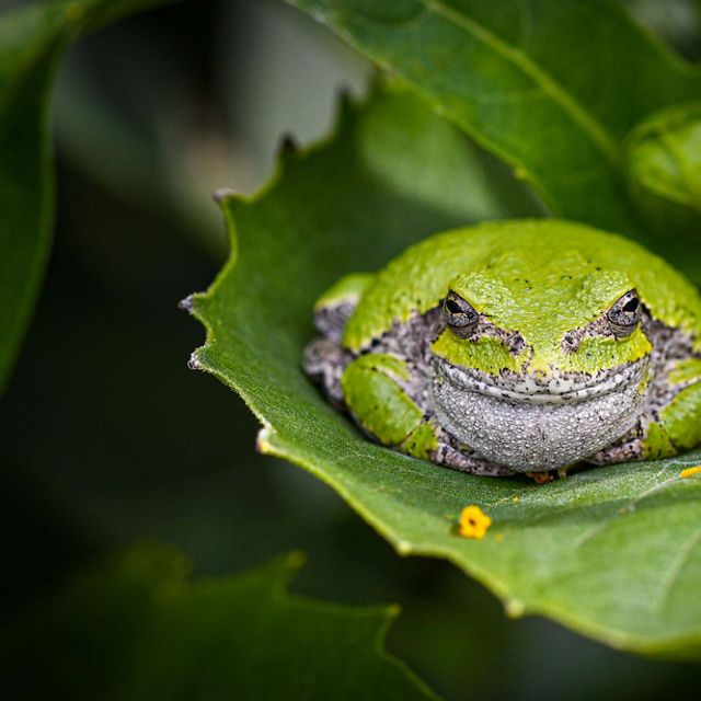 A lime green toad rests in a dark green leaf. 