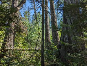 Tall trees grow in a swamp on a sunny day. 