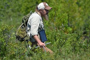 A person walks through an area of tall, green vegetation. 
