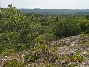 View looking across an expansive forested landscape.