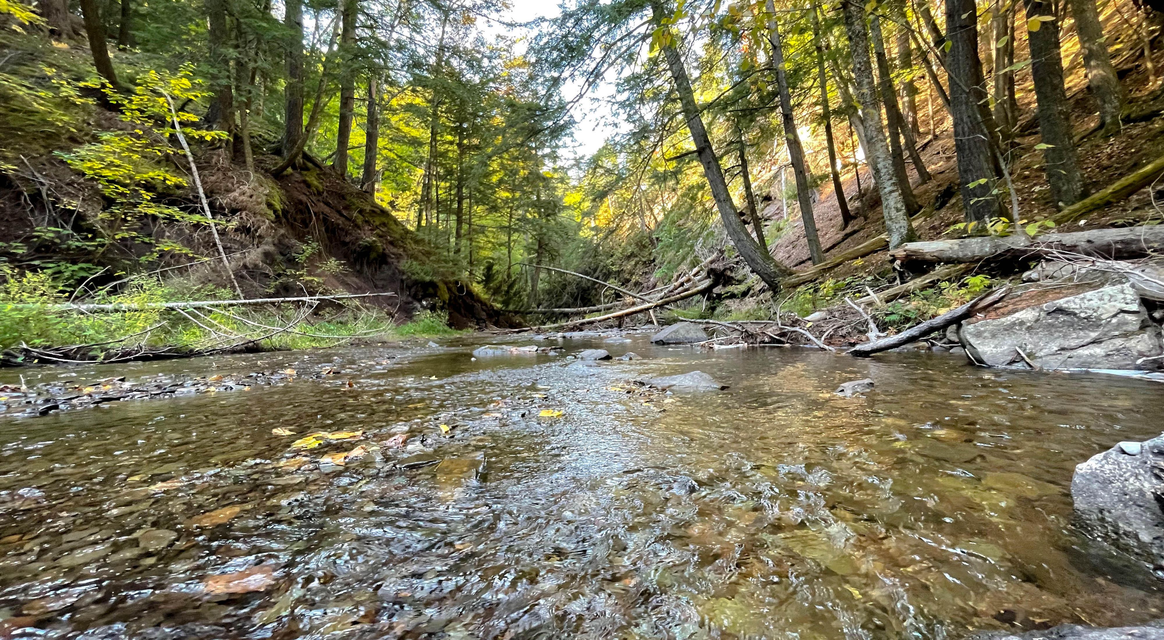 Looking downstream in a shallow forested river with water rippling over rocks.