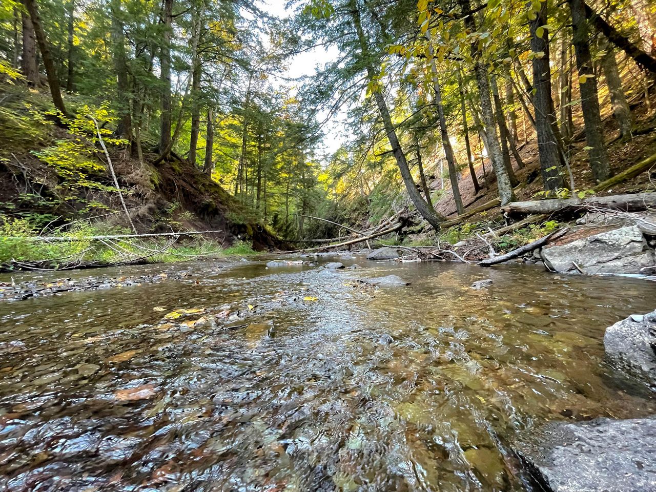 Slate River Forest | The Nature Conservancy