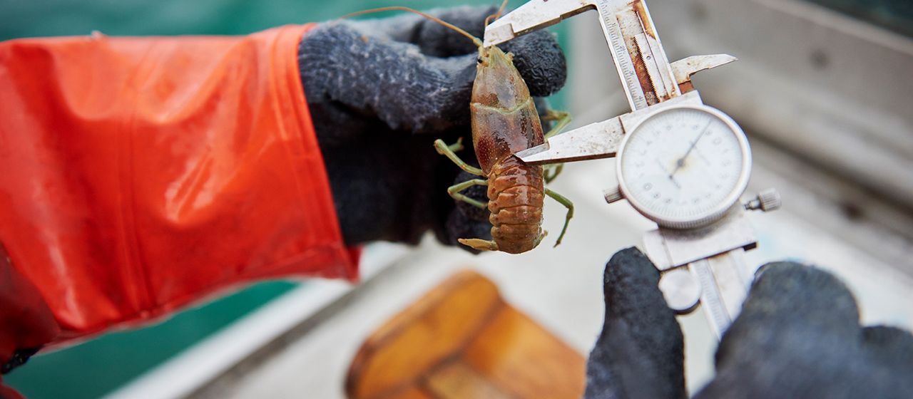 A crayfish being studied and measured on a boat.