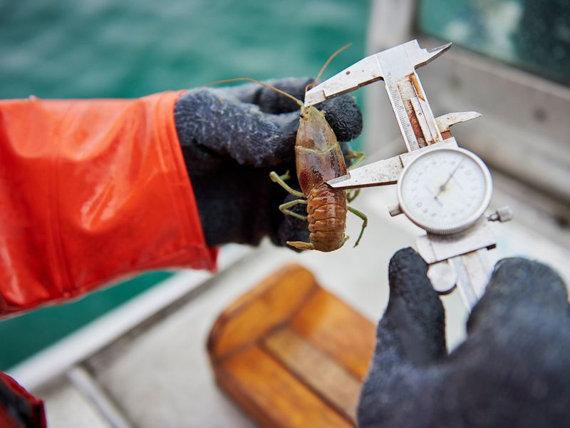 A crayfish being studied and measured on a boat.