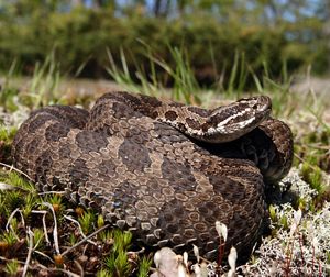An eastern massasauga snake is coiled tightly as it lays in the sun. 