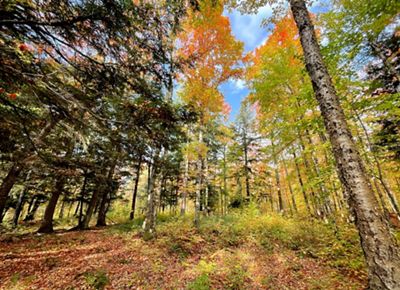 A fall-colored forest with a variety of trees and blue sky above.