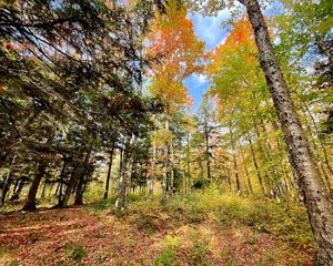 A fall-colored forest with a variety of trees and blue sky above.