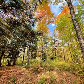 A forest of trees at Slate River Forest Reserve in autumn. The color of their leaves are just beginning to change.