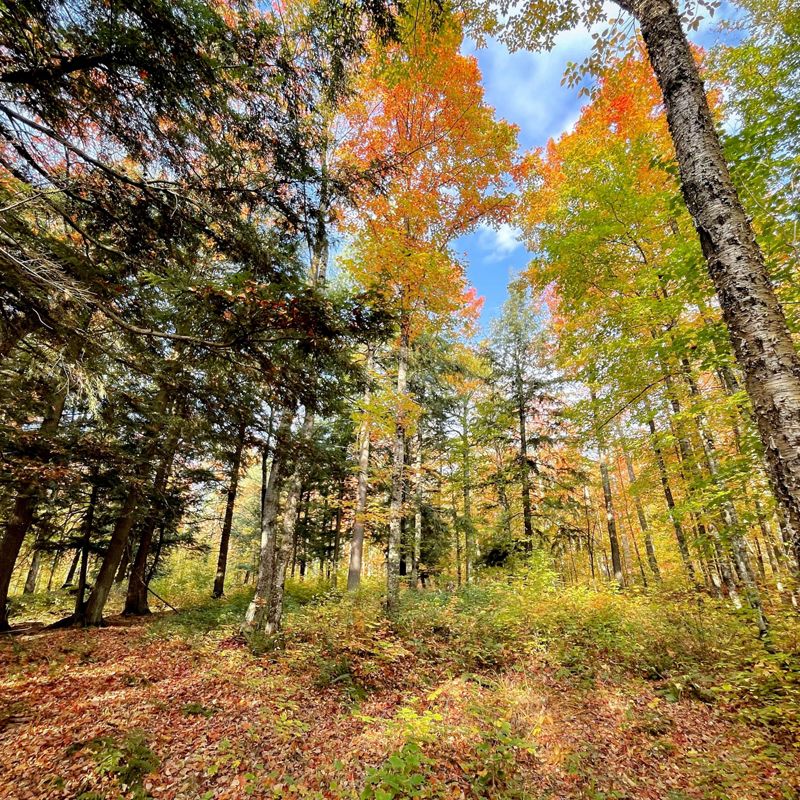 Looking up into trees with fall leaves and a blue sky.