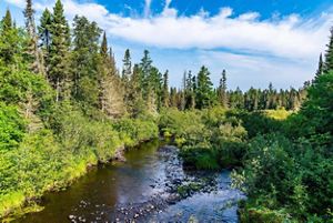 River surrounded by green vegetation and trees on a sunny day. 