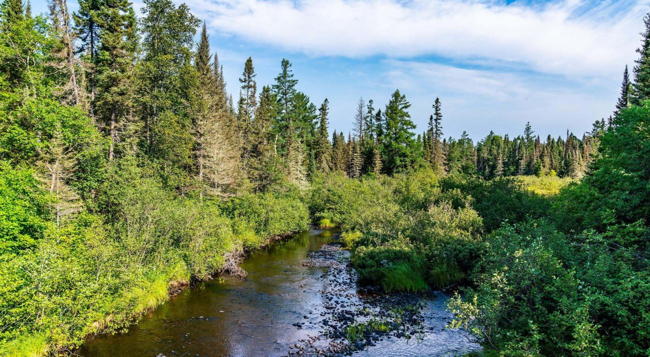 River surrounded by green vegetation and trees on a sunny day.