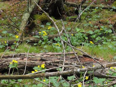 Small plant with green round leaves with clusters of yellow flowers growing among logs and green grasses and moss in the .John Arthur Woollam Preserve, Michigan.