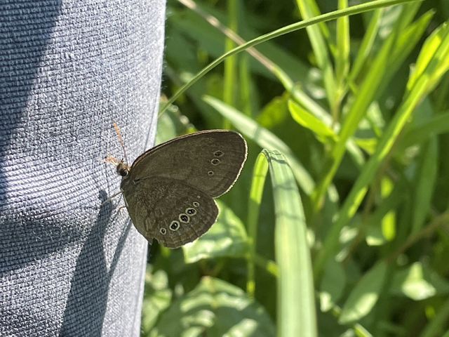 A Mitchell's satyr butterfly resting on a coarse fabric in a prairie fen.
