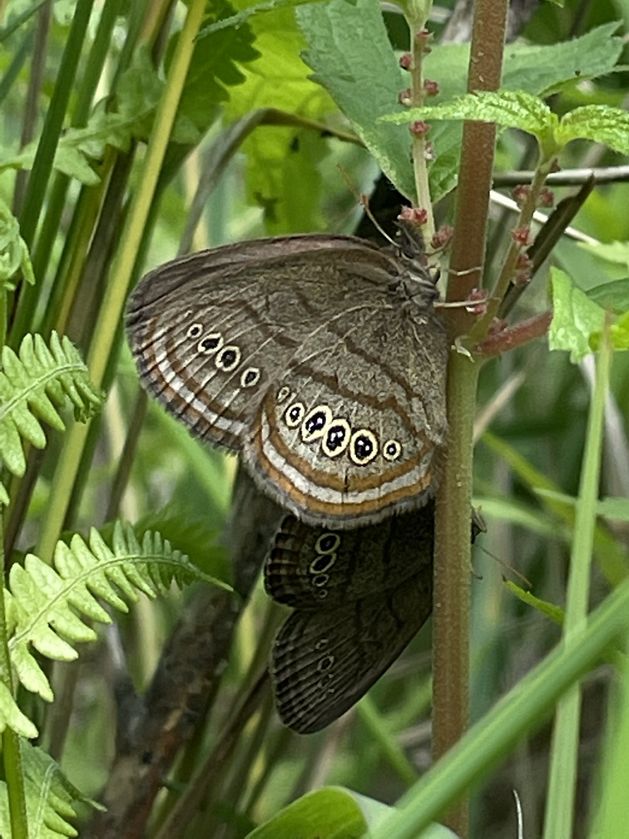 Two Mitchell's satyr rest on the stem of a plant.