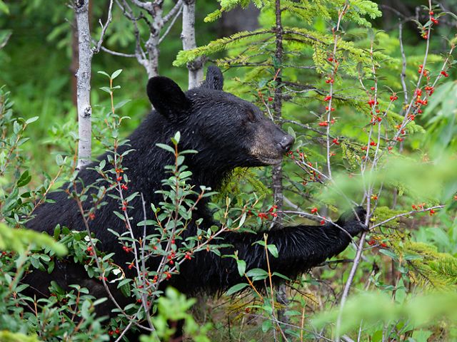 A black bear eats berries in an area of dense, green vegetation.