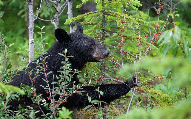A black bear eats berries in an area of dense, green vegetation. 