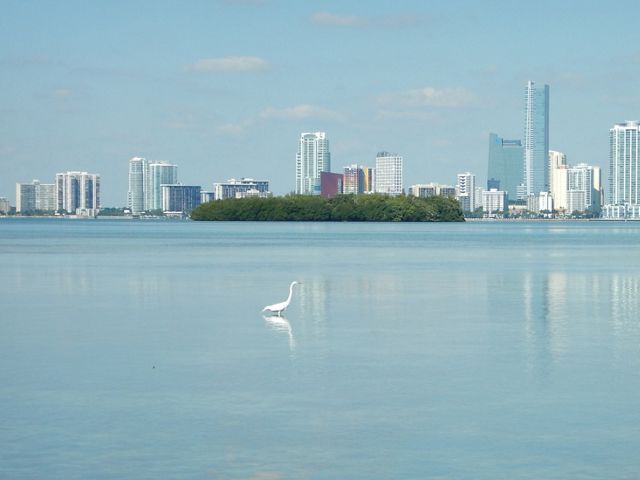 Biscayne Bay in Miami, Florida with a wading bird and city skyline.