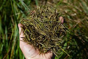 A close-up of wild rice seed held in an open hand.