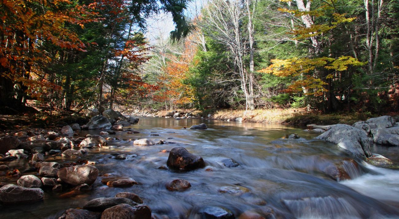 Water-level view of a brook running through a forest in autumn.