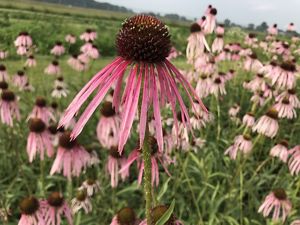 A pale purple coneflower sits in a grassy field surrounded by other flowers.