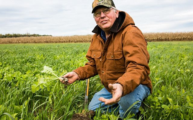 Radishes are part of the cover crop mix on Mike's Indiana farm.