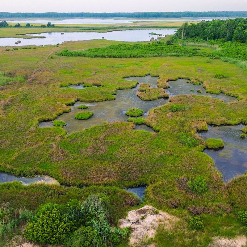 An aerial view of a march winding through green marsh grass.