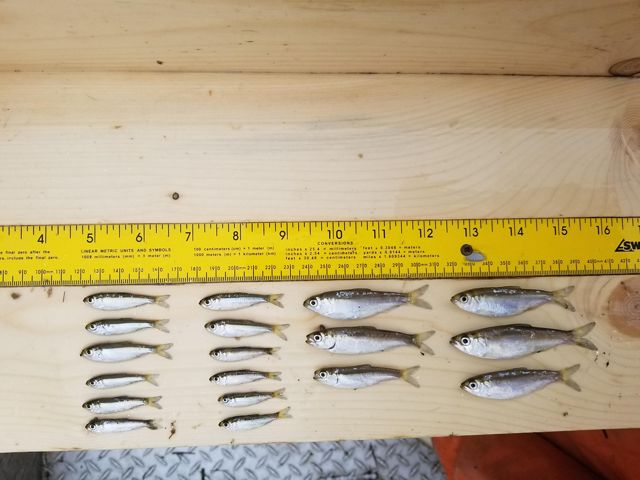 Small and medium-sized fish lay on a table with a ruler along the top for taking measurements.