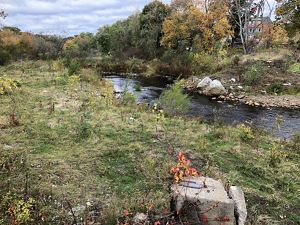 The Mill River flows through a recovering landscape, with small trees planted and larger trees further down the river. A concrete block remnant remains of the dam.