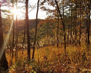 A lightly forested landscape at sunset.