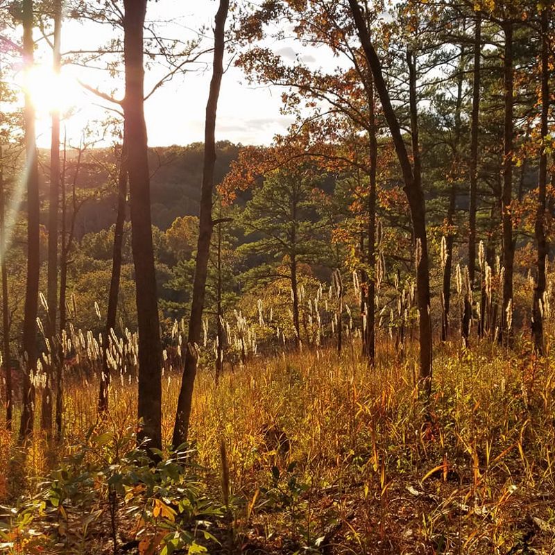 A lightly forested landscape at sunset.