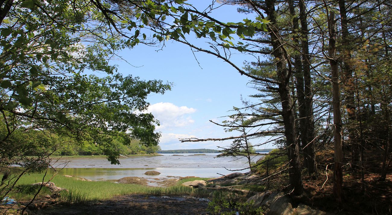 Looking through a frame of trees at marine grasses and a tidal flat beyond.